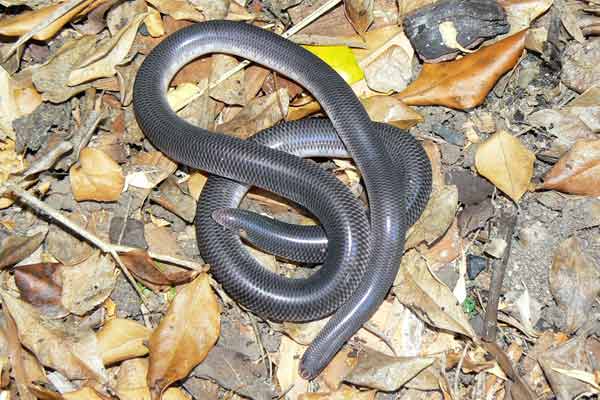 Blind Snake - Ramphotyphlops Sp