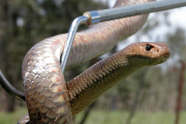 Eastern Brown Snake - Pseudonaja textilis