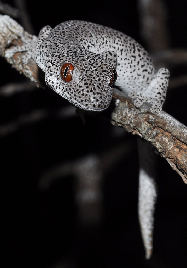 Golden-tailed Gecko EVNT Fauna Species Survey