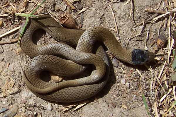Grey Snake - Hemiaspis damelii
