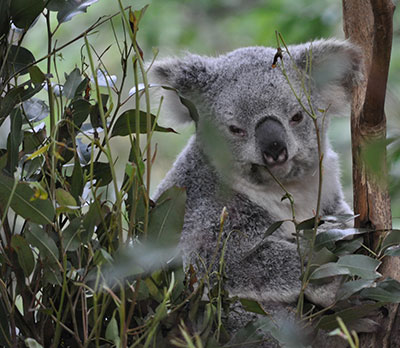 Koala Spotter & Management 