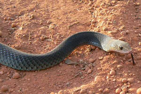 Lesser Black Whip Snake - Demansia vestigiata