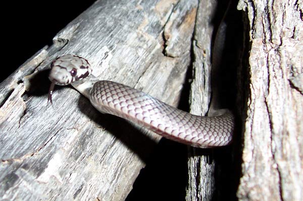 Pale-headed Snake - Holocephalus bitorquatus
