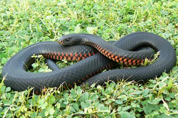 Red-Bellied Black Snake - Pseudechis porphyriacus