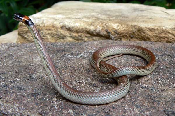 Red-napped Snake - Furina diadema