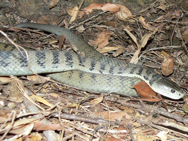 Rough Scaled Snake - Tropidechis carinatus