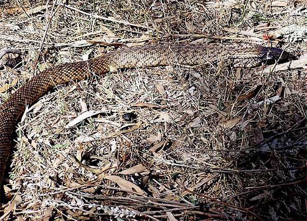 Spotted Black Snake - Pseudechis guttatus