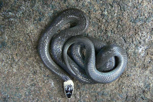  White Crowned Snake - Cacophis harriettae