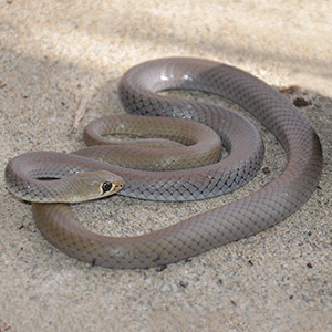 Yellow-Faced Whip Snake