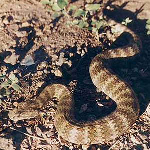 Common Death Adder