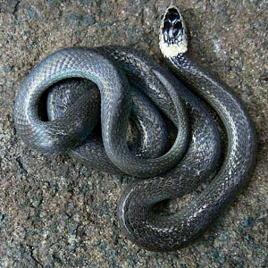 White Crowned Snake