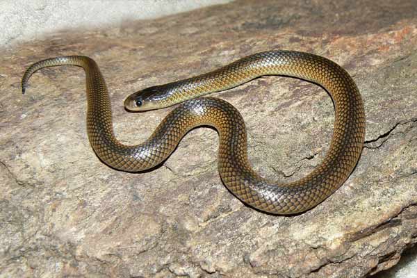  Carpentaria Snake - Cryptophis boschmai