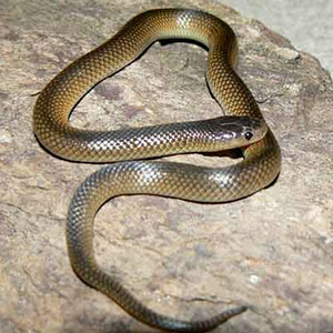 Carpentaria snake